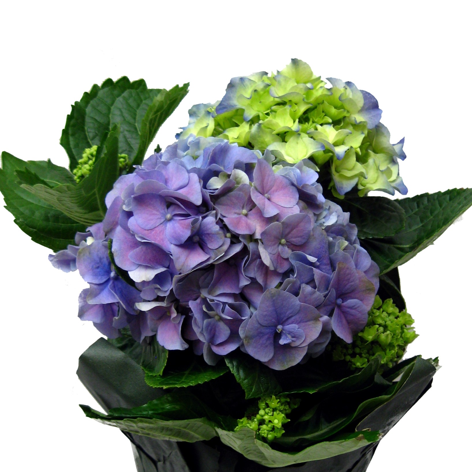 Hydrangea