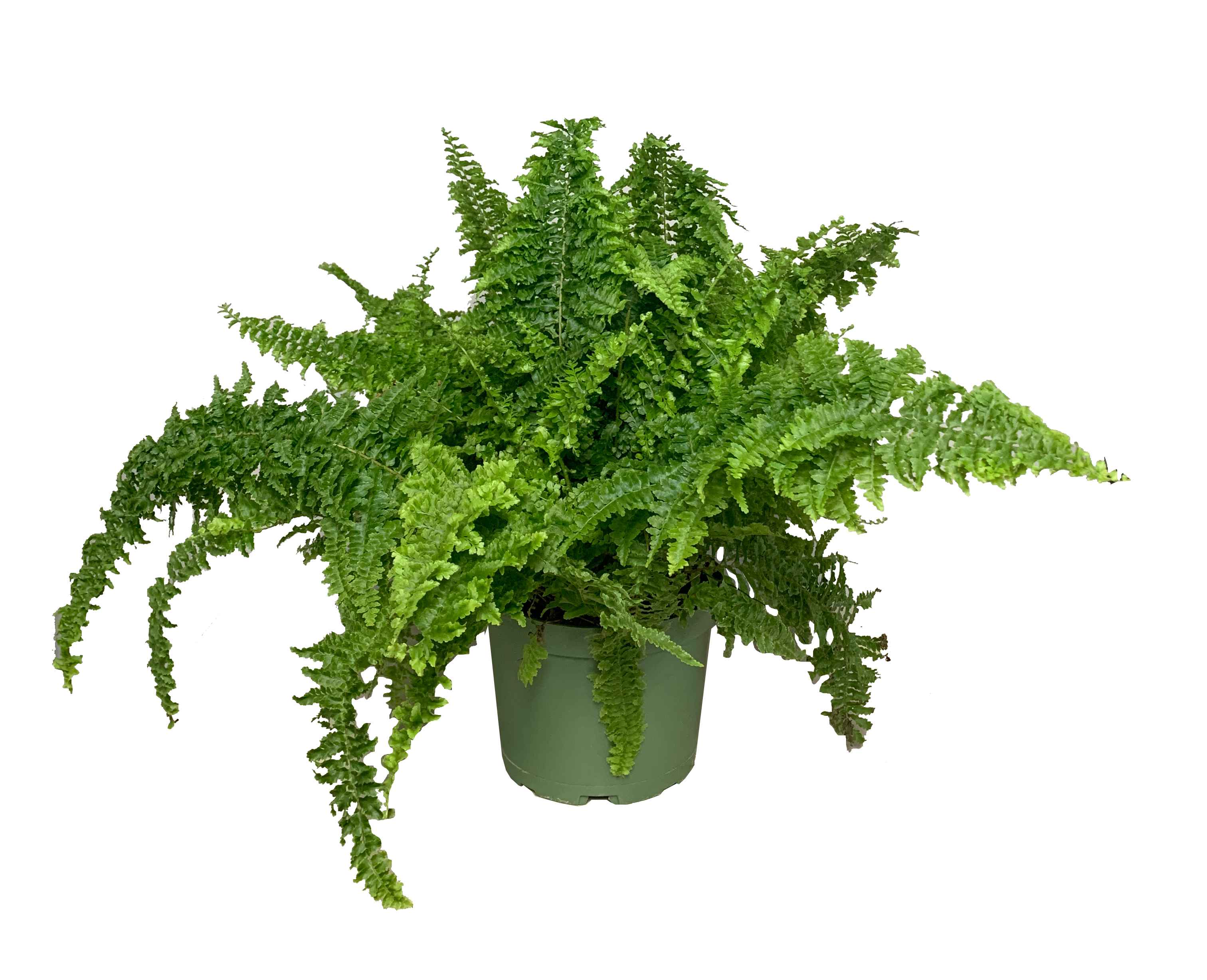 Boston Fern