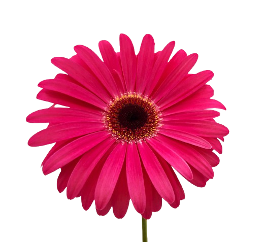 Gerbera