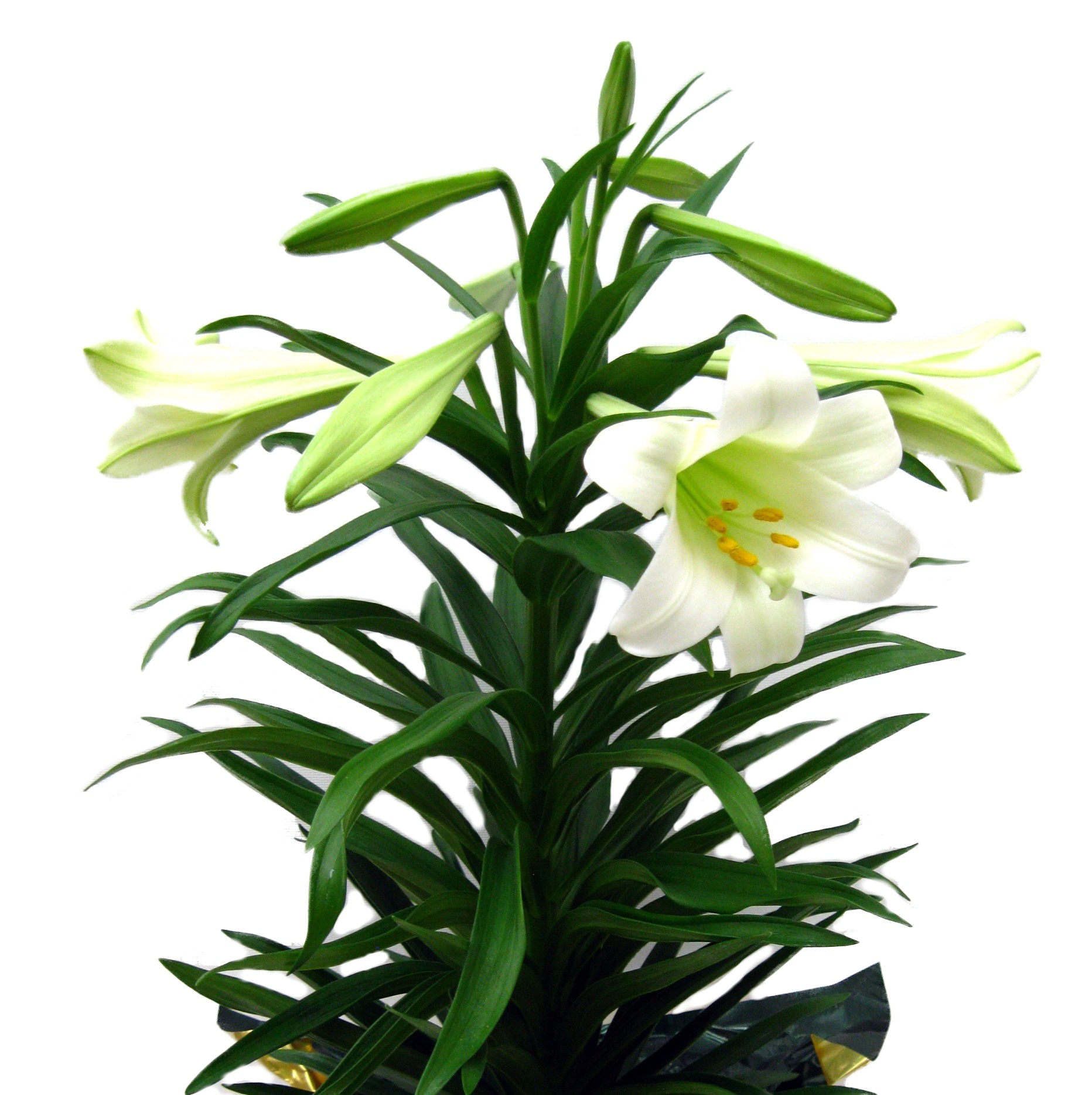 Easter Lily
