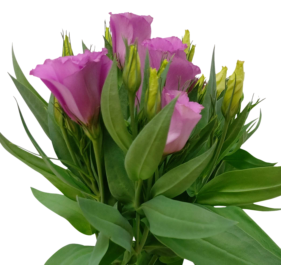 Lisianthus