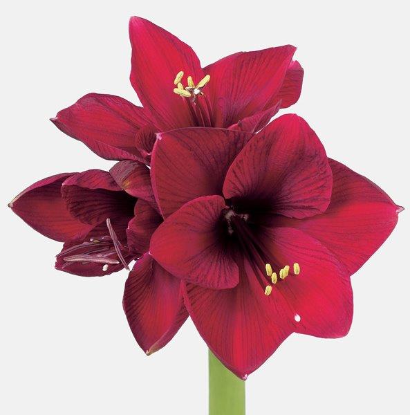 Amaryllis