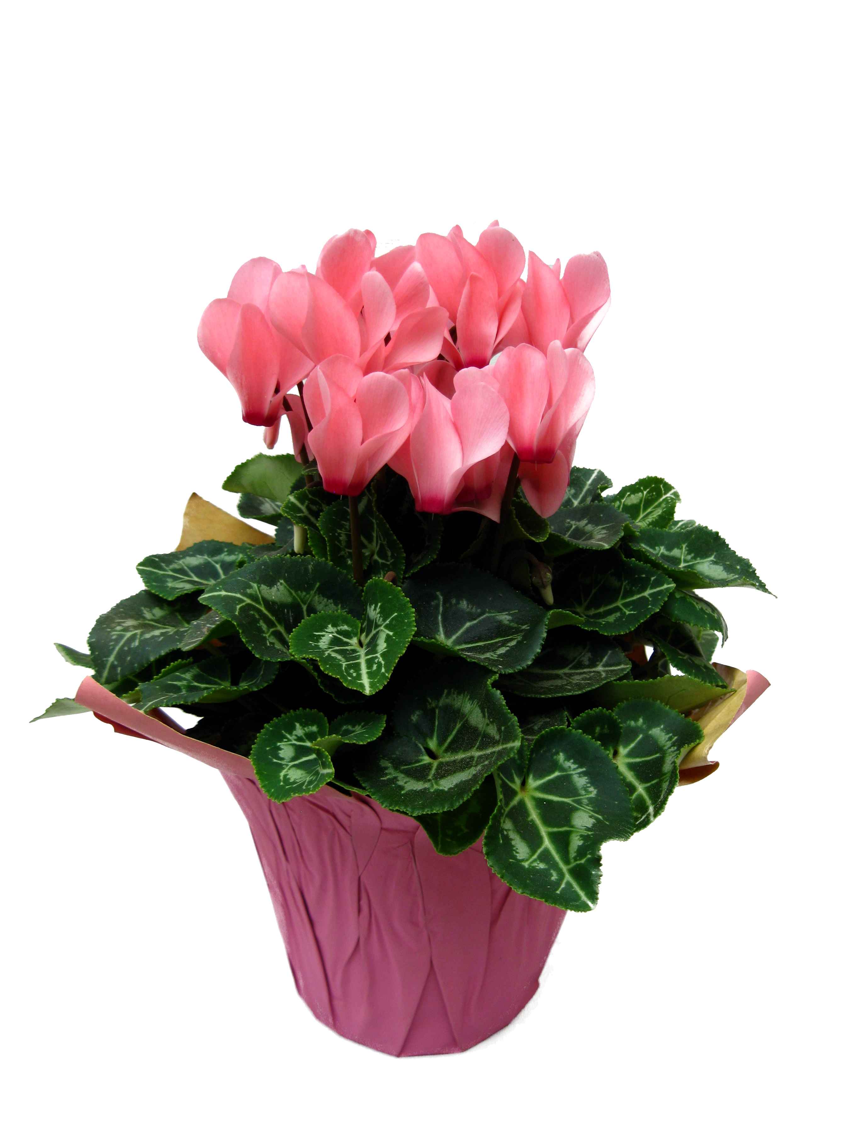 Boekestyn Greenhouses Cyclamen