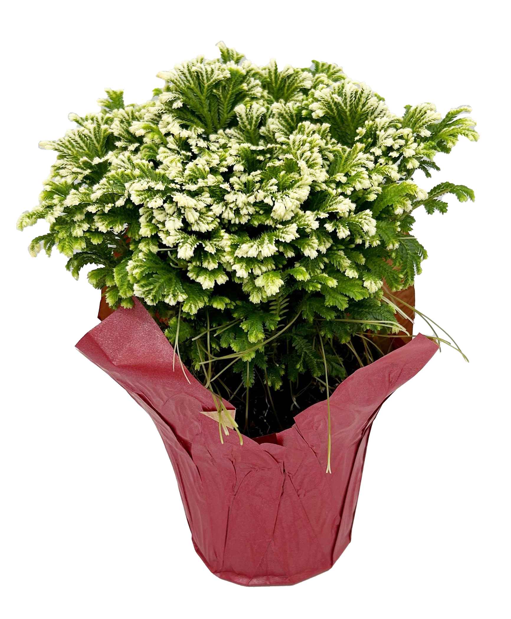 Boekestyn Greenhouses Frosty Fern