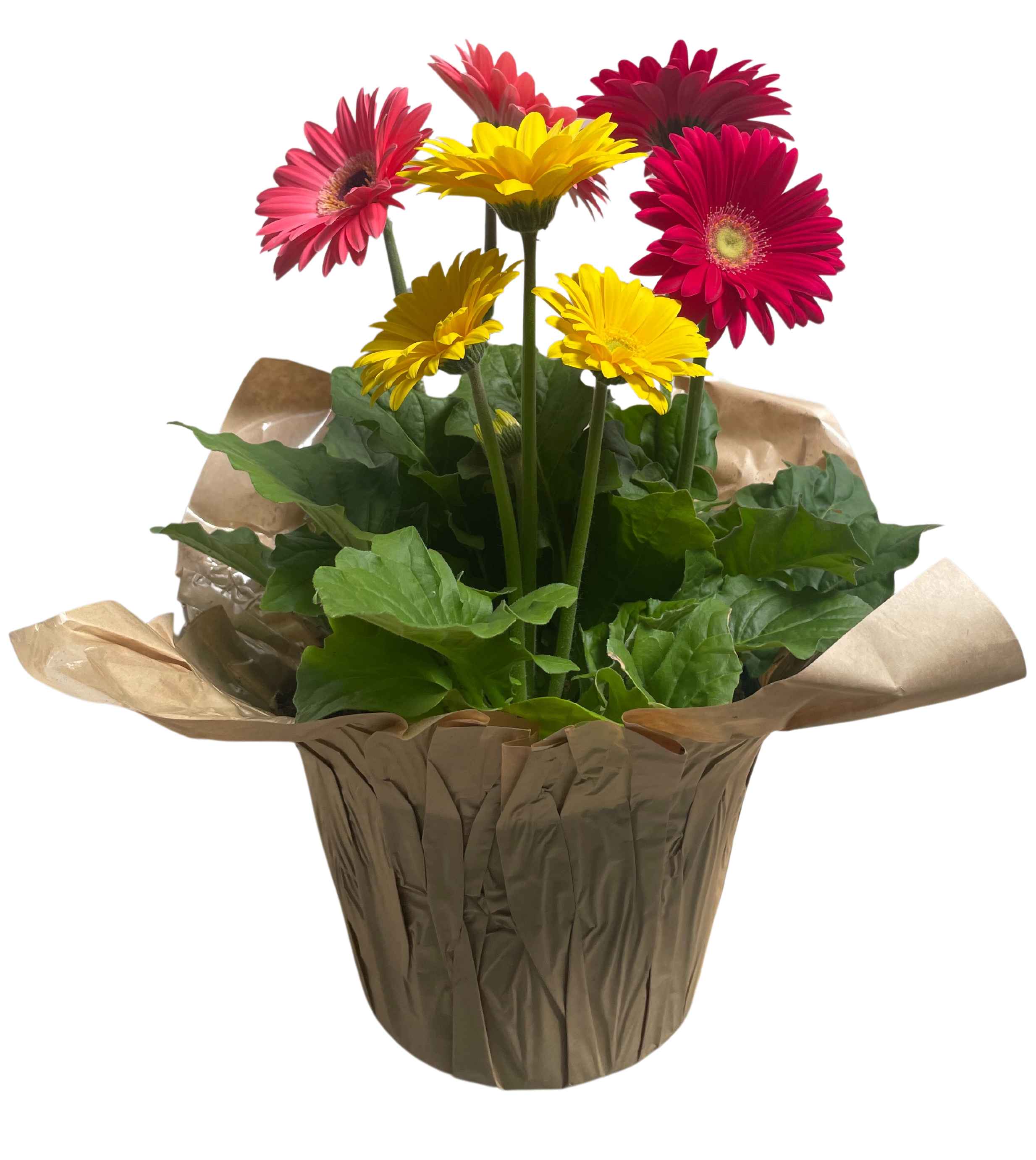 Boekestyn Greenhouses Gerbera