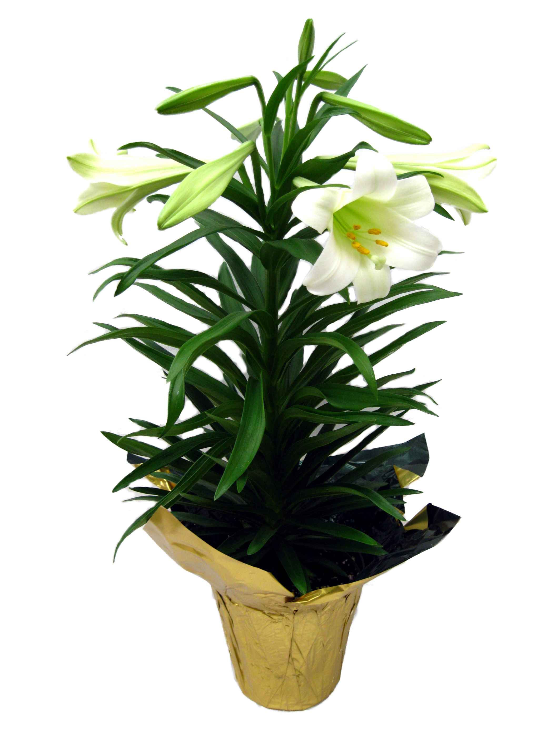 Boekestyn Greenhouses Easter Lily