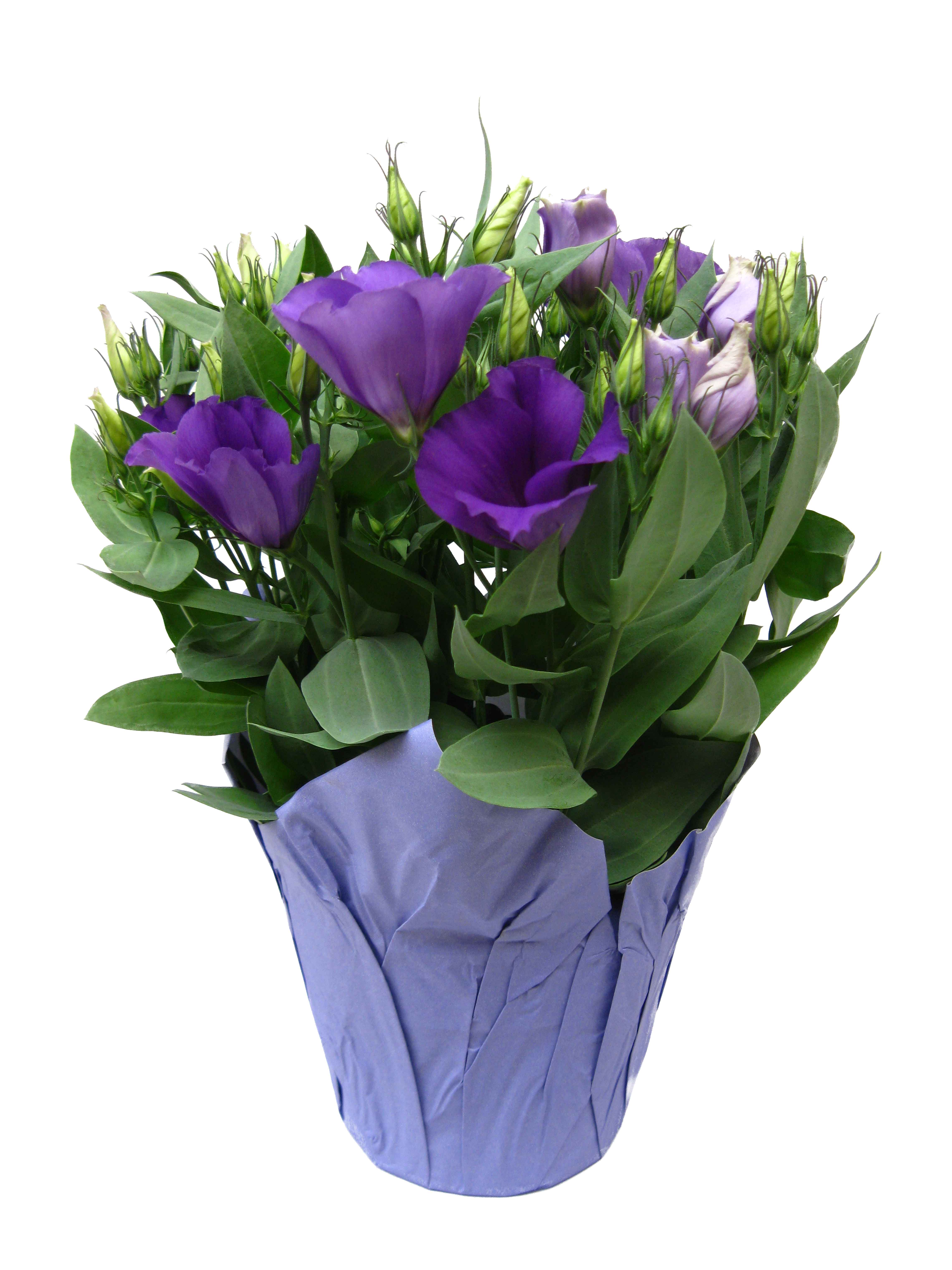 Boekestyn Greenhouses Lisianthus