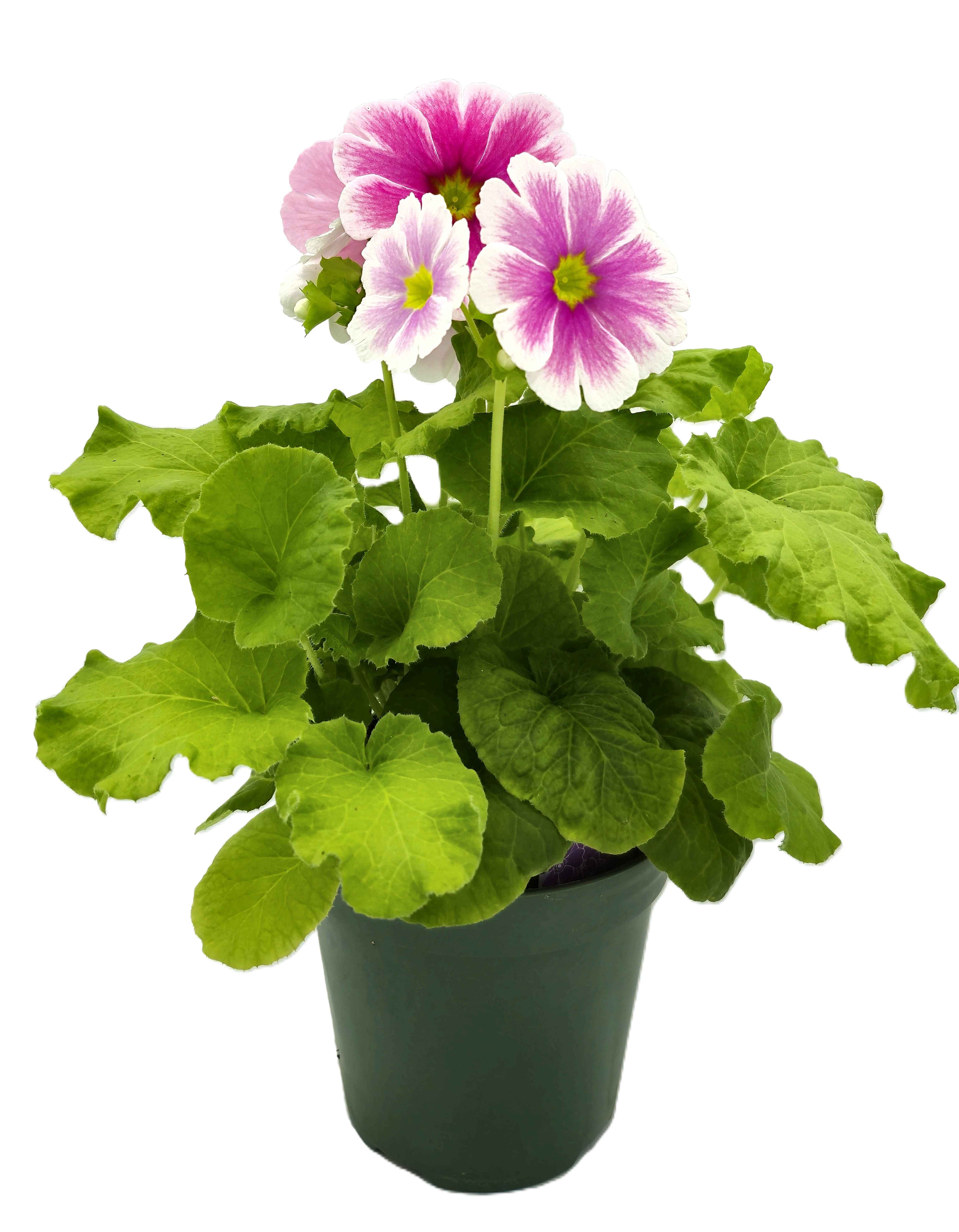 Boekestyn Greenhouses Primula